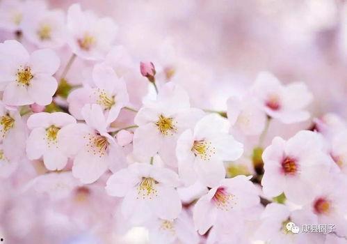 樱花最新爆料更新视频,揭秘视频背后的惊人真相! 第1张 樱花最新爆料更新视频,揭秘视频背后的惊人真相! 第1张