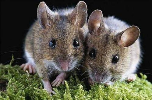 老鼠吃瓜最新事件爆料,揭秘瓜农与鼠患的奇妙对决 第3张 老鼠吃瓜最新事件爆料,揭秘瓜农与鼠患的奇妙对决 第3张